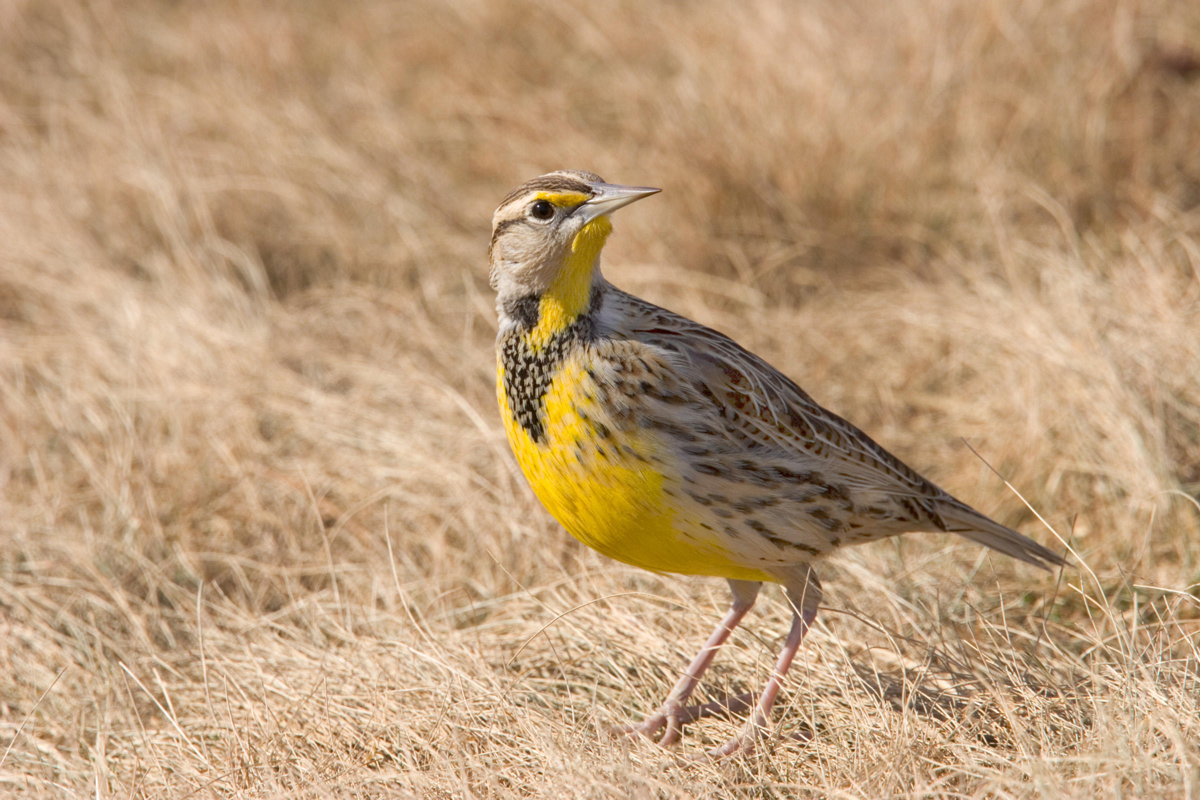 Eastern Meadowlark