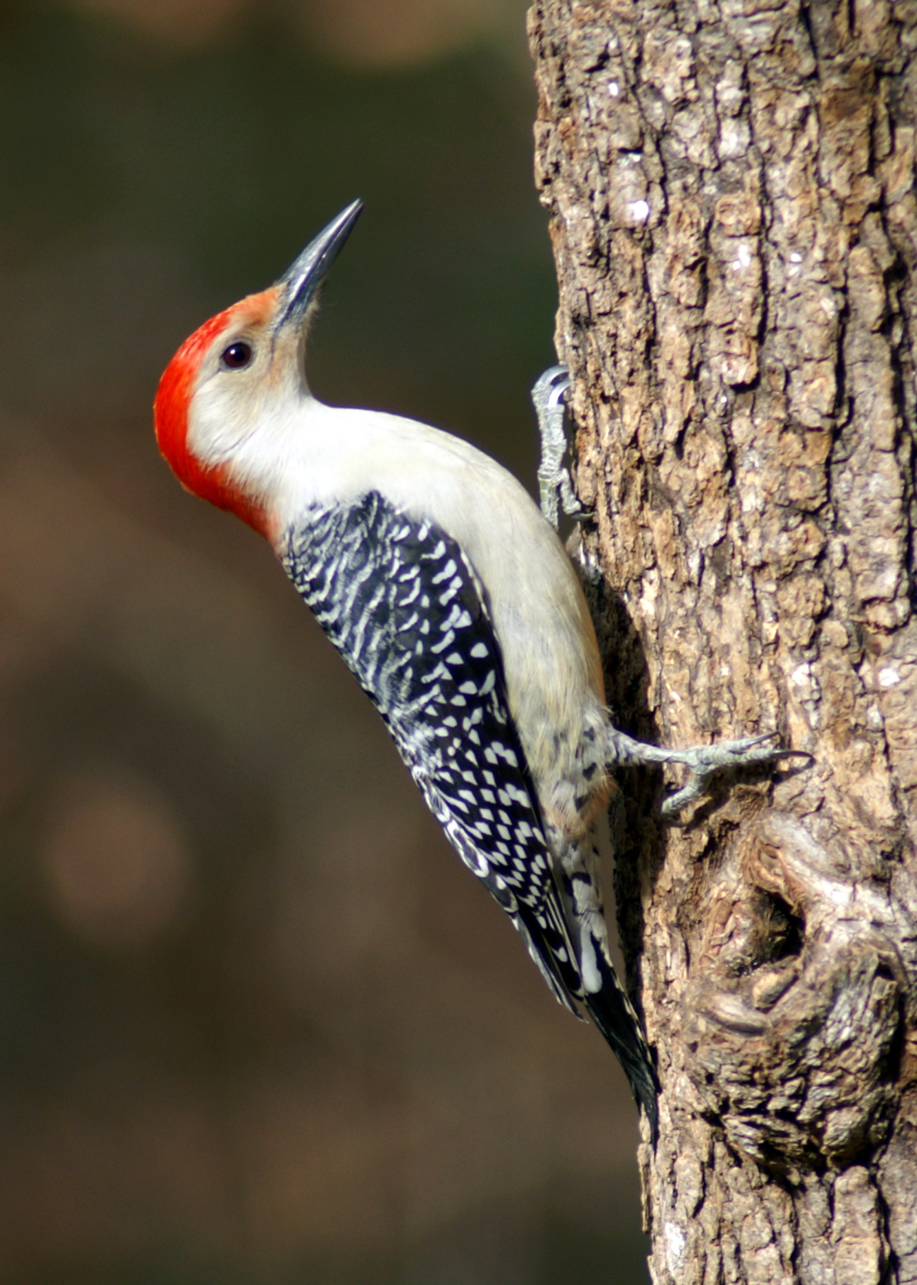 Red-bellied Woodpecker