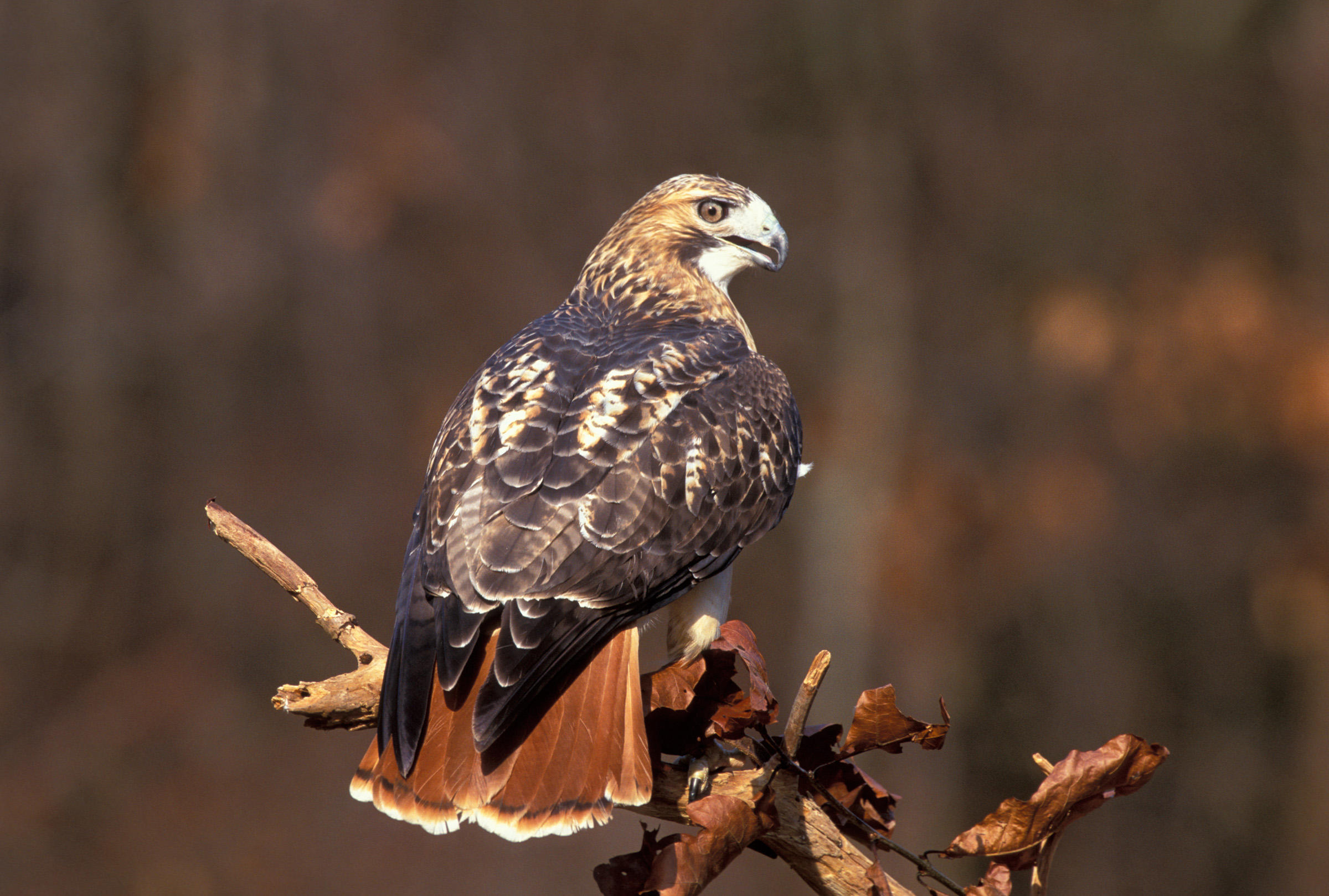 Red-tailed Hawk