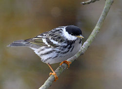 Blackpoll Warbler