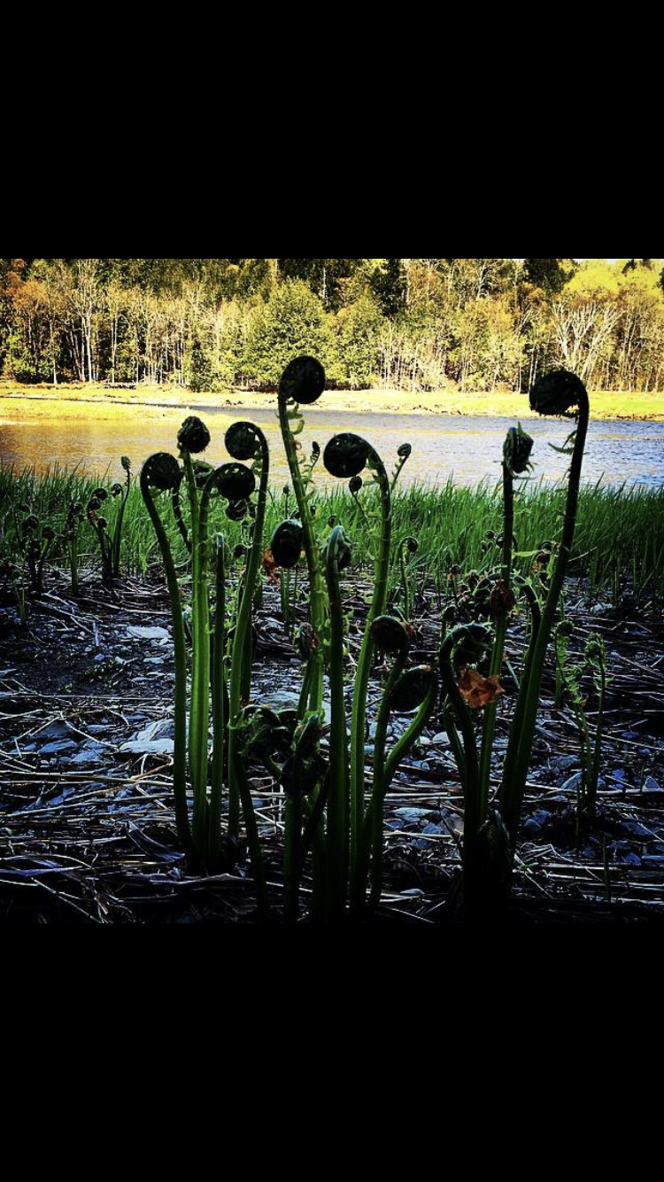 Fiddle Heads!
