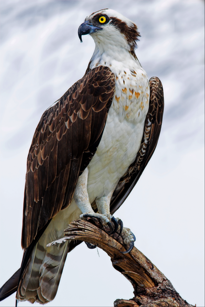 Osprey