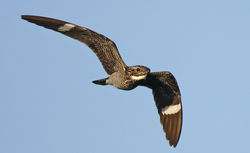 Common Nighthawk