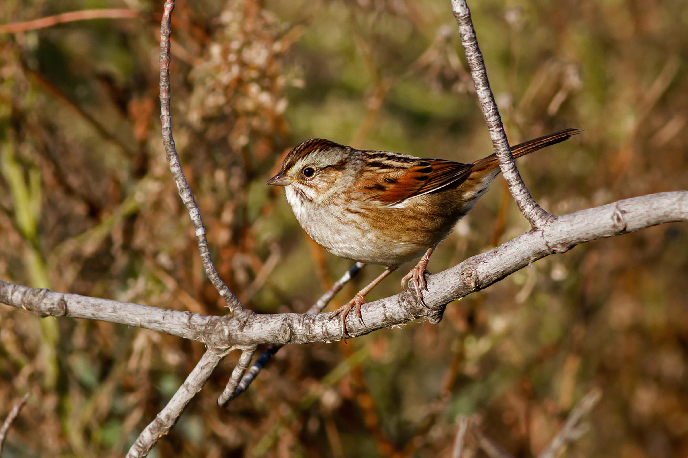 Swamp sparrow