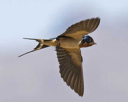 Barn Swallow