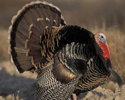 Wild Turkey