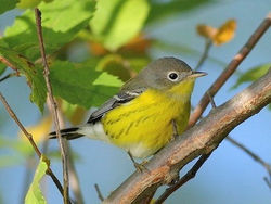 Magnolia Warbler
