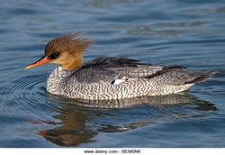 Merganser Duck