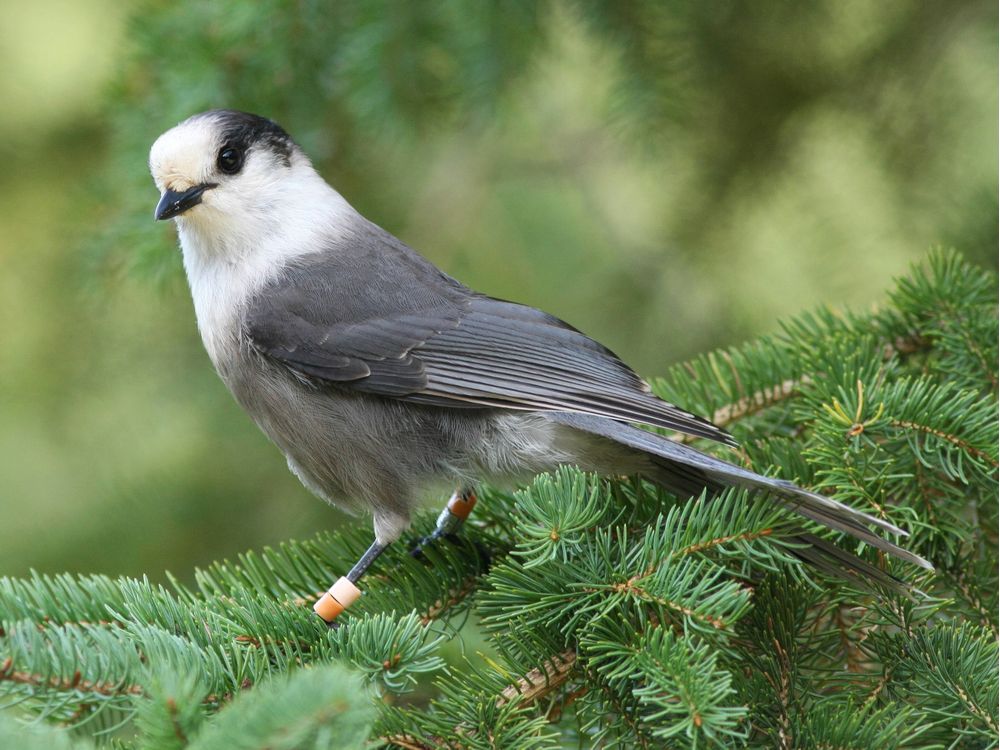 Canada Jay
