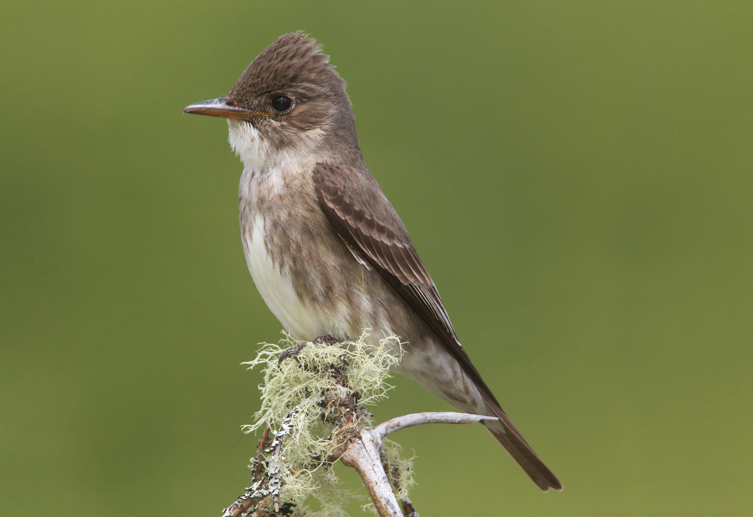 Olive Sided Flycatcher