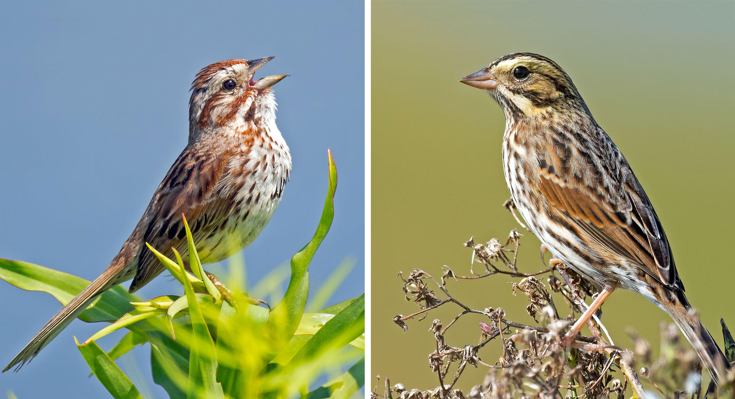 Savannah Sparrow