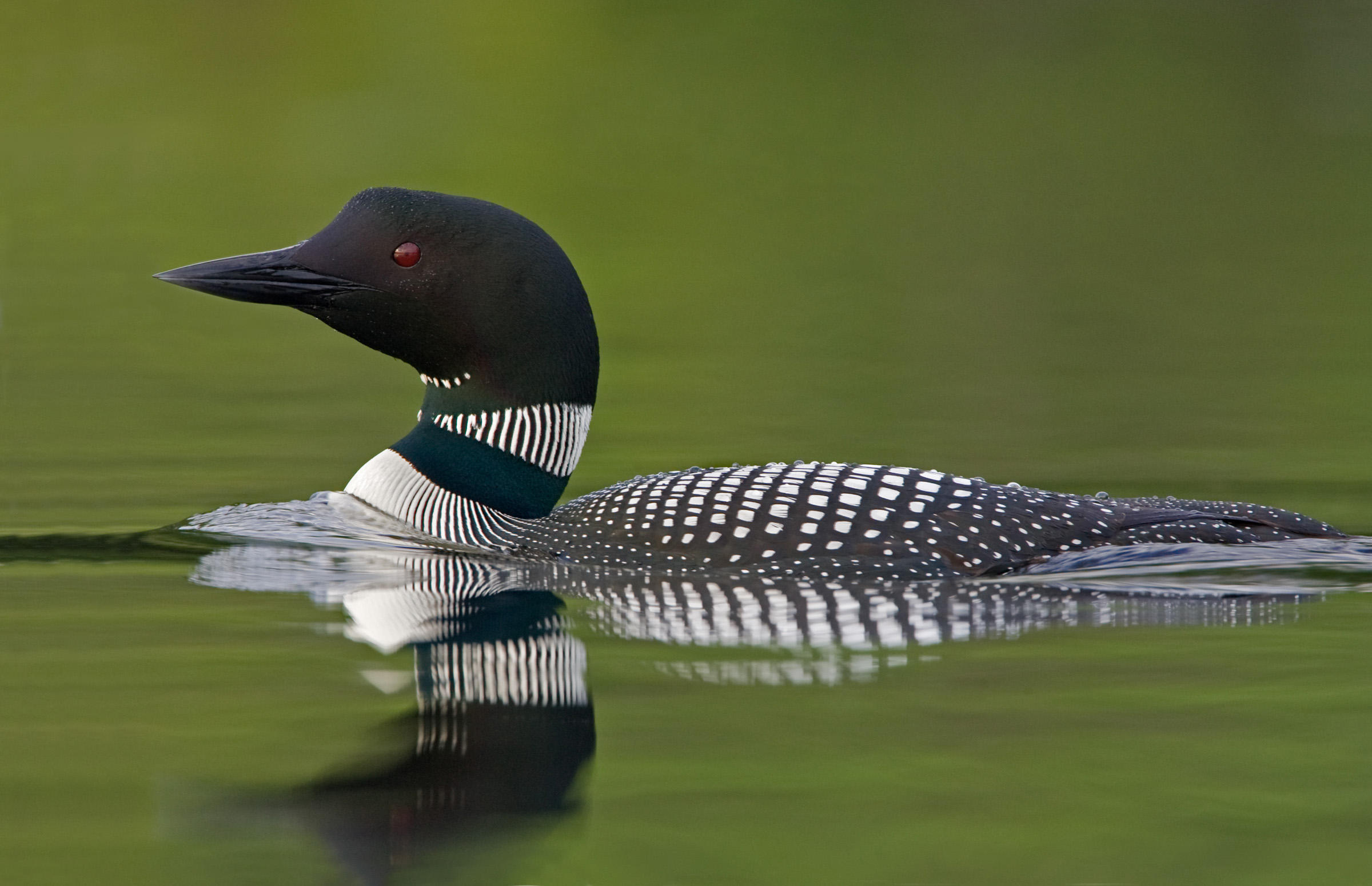 Common Loon