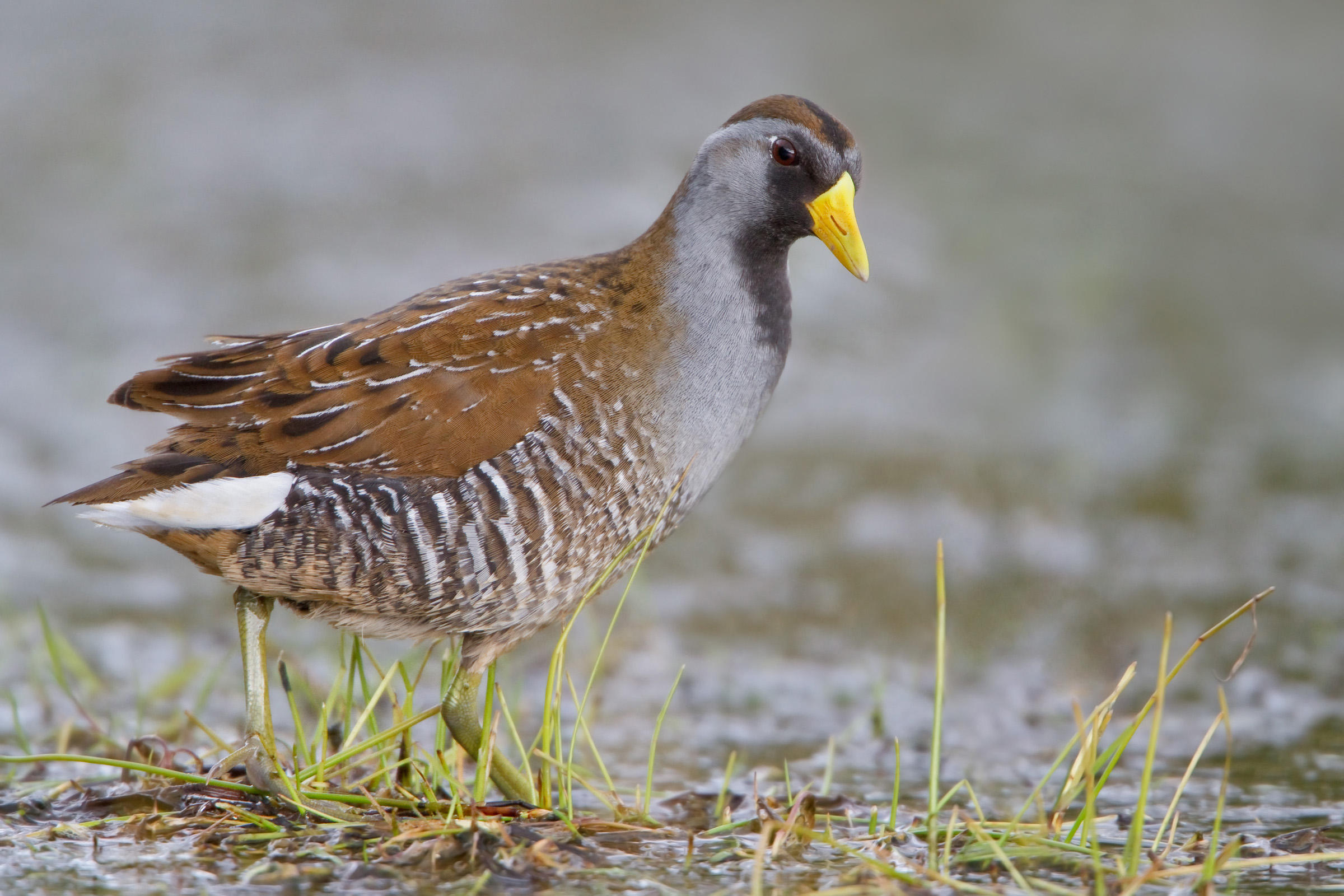 Sora Bird