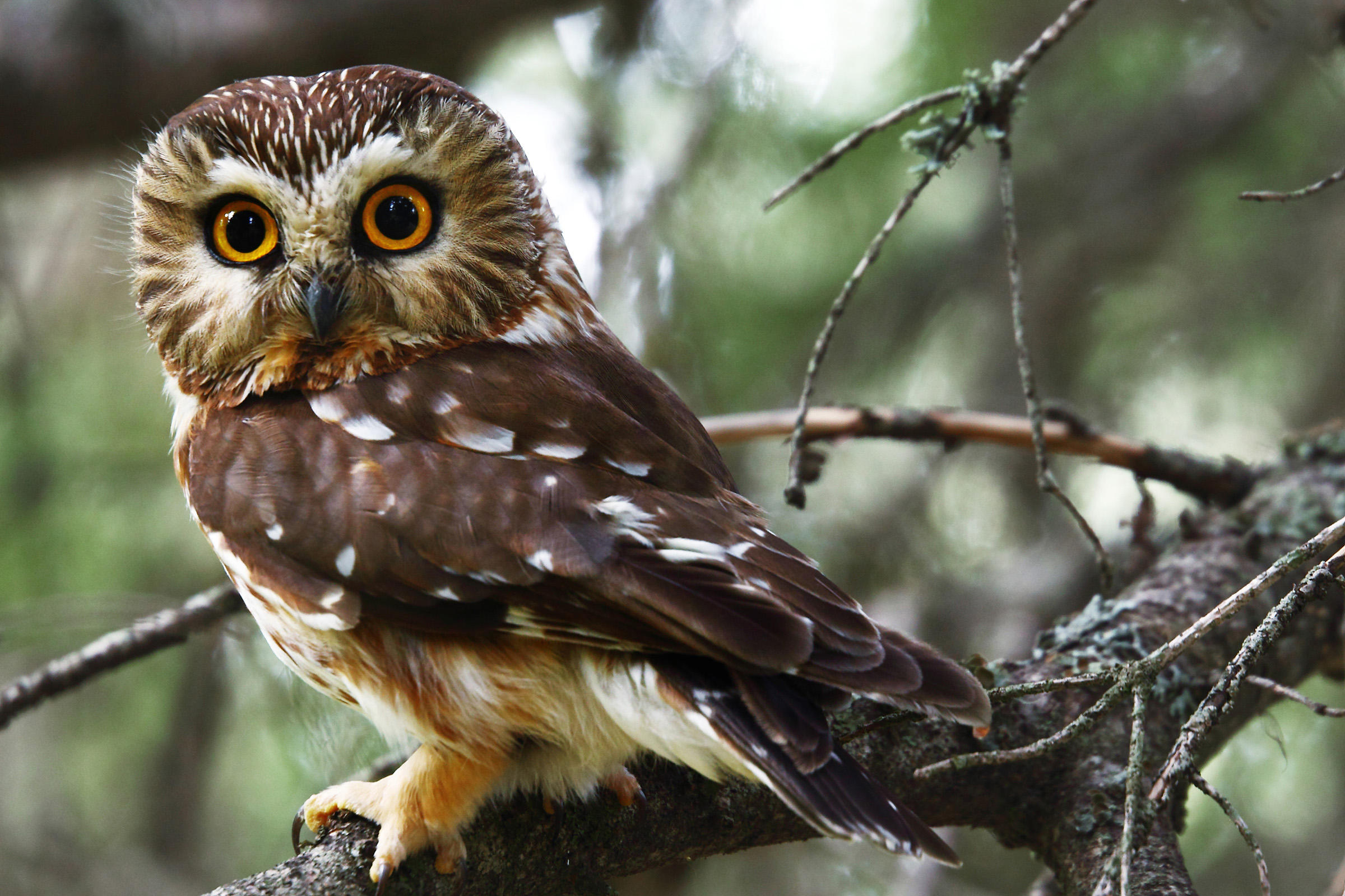 Northern Saw-whet Owl