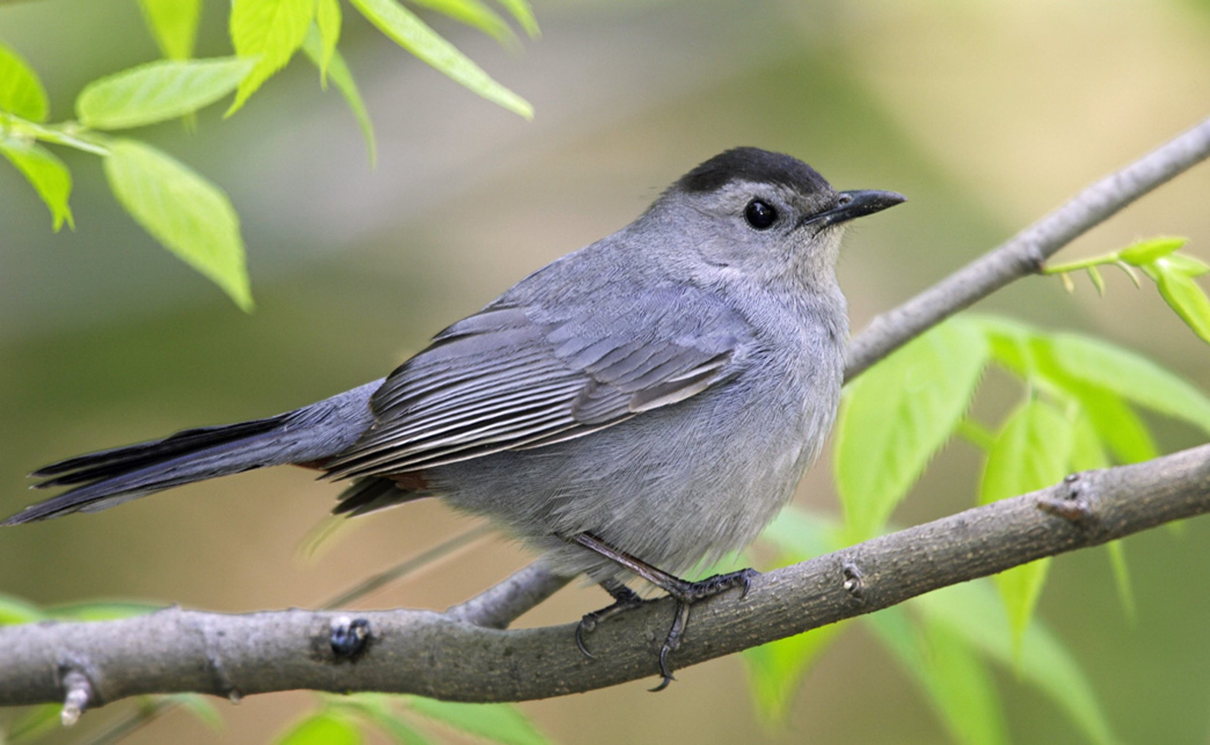 Gray Catbird