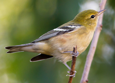 Bay-breasted Warbler