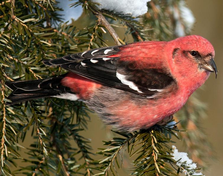 White-Winged Crossbill