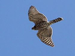 Northern Goshawk