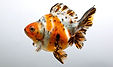 Calico Ryukin Fantail