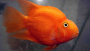Red Parrot Fish.jpg