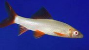 Albino Red Tail Shark.jpg