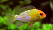 Golden Ramirezi.jpg