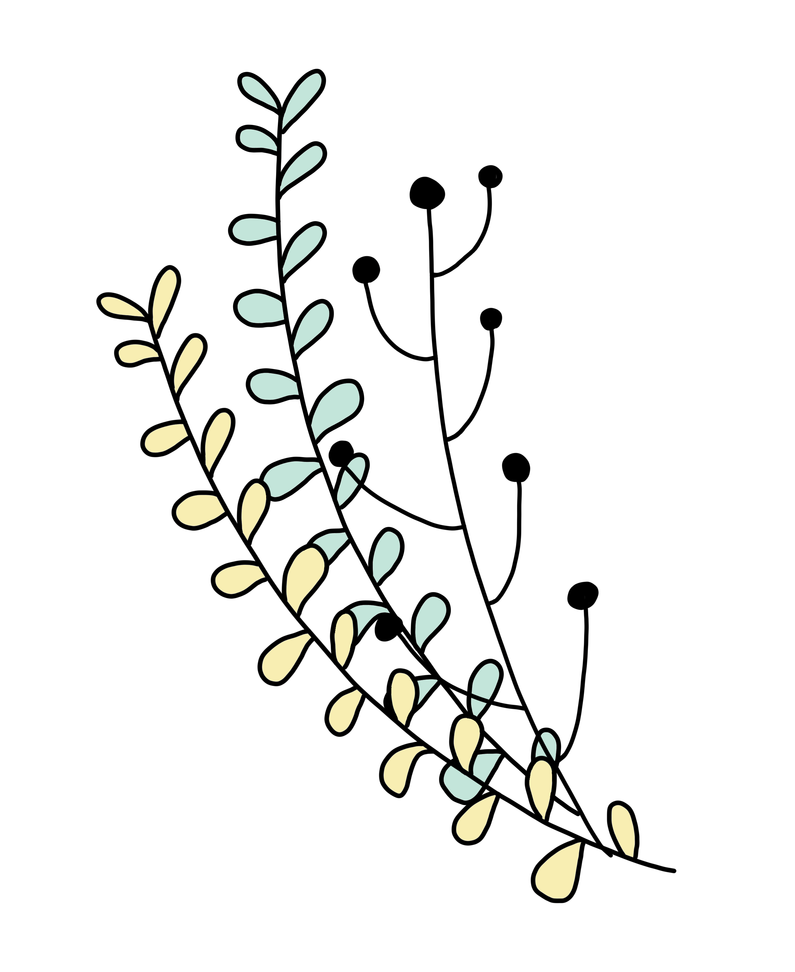 plant