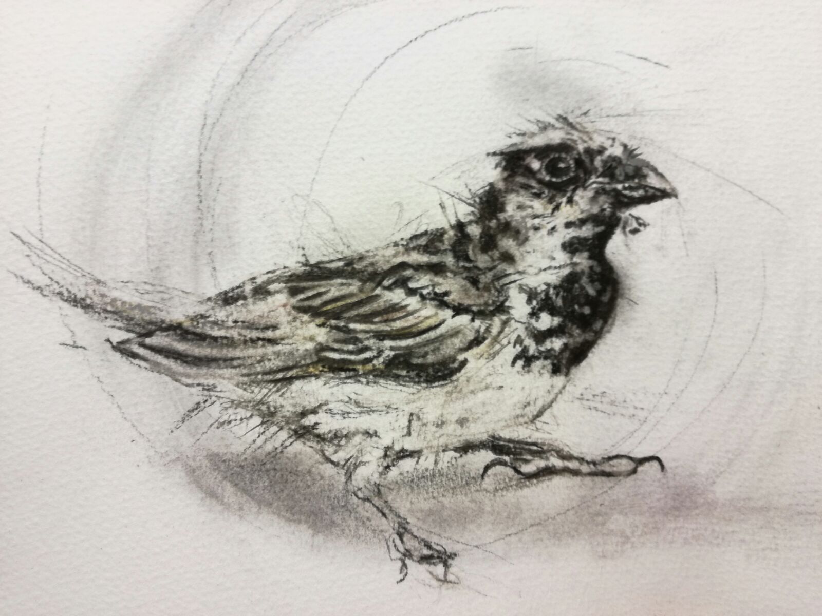 Chirp