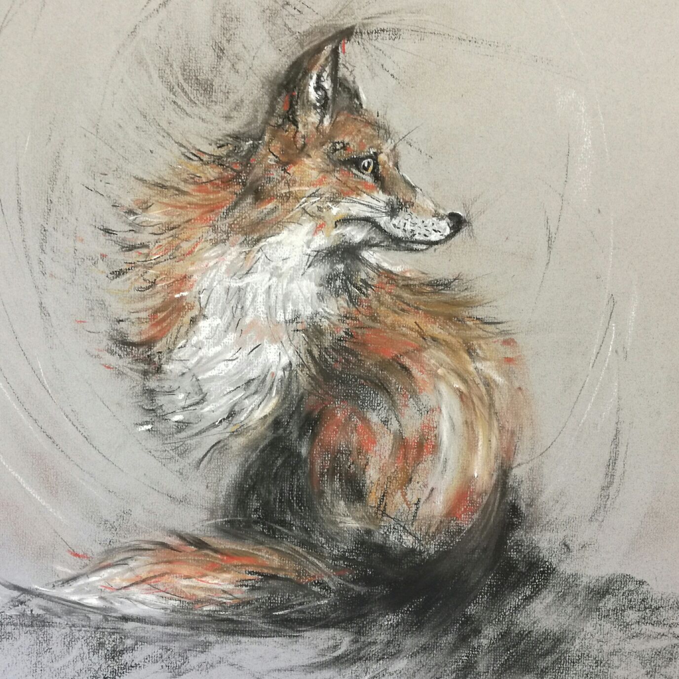 Zorro