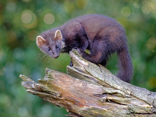 'Pine Marten' by William Allen - Commended