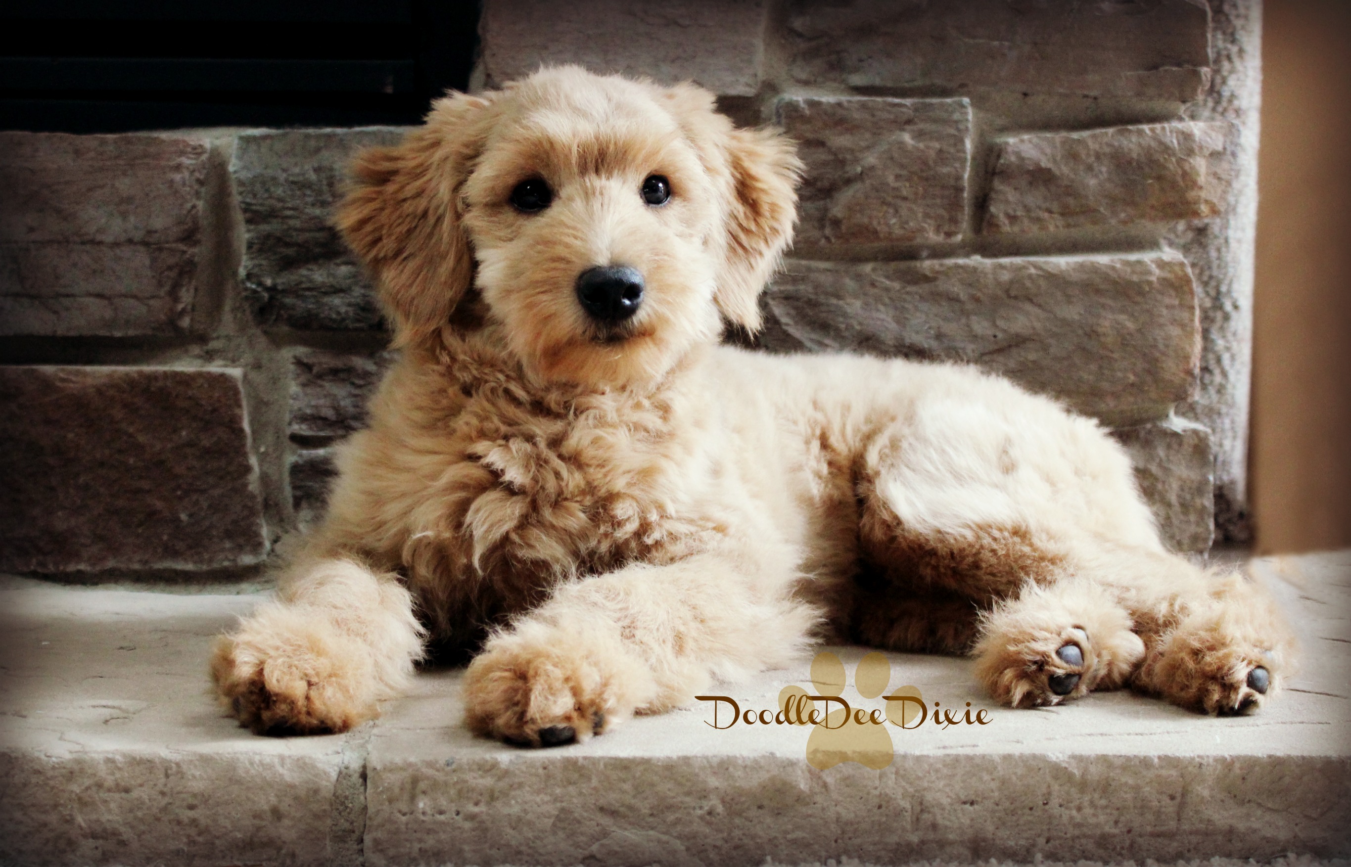 doodledee goldendoodles