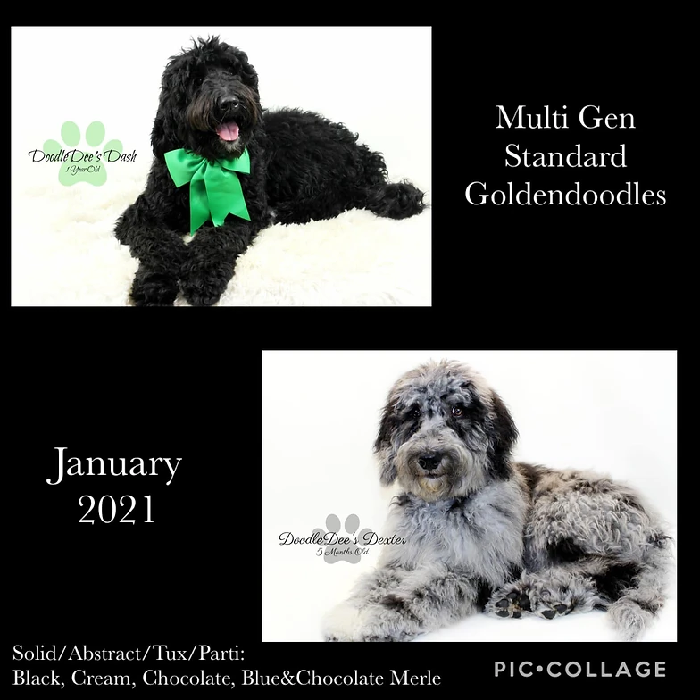 doodledee goldendoodles