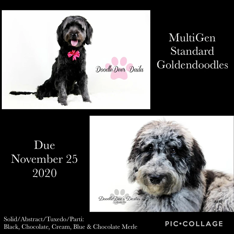 hound dog doggy daycare