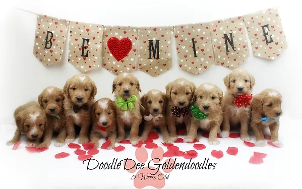 doodledee goldendoodles