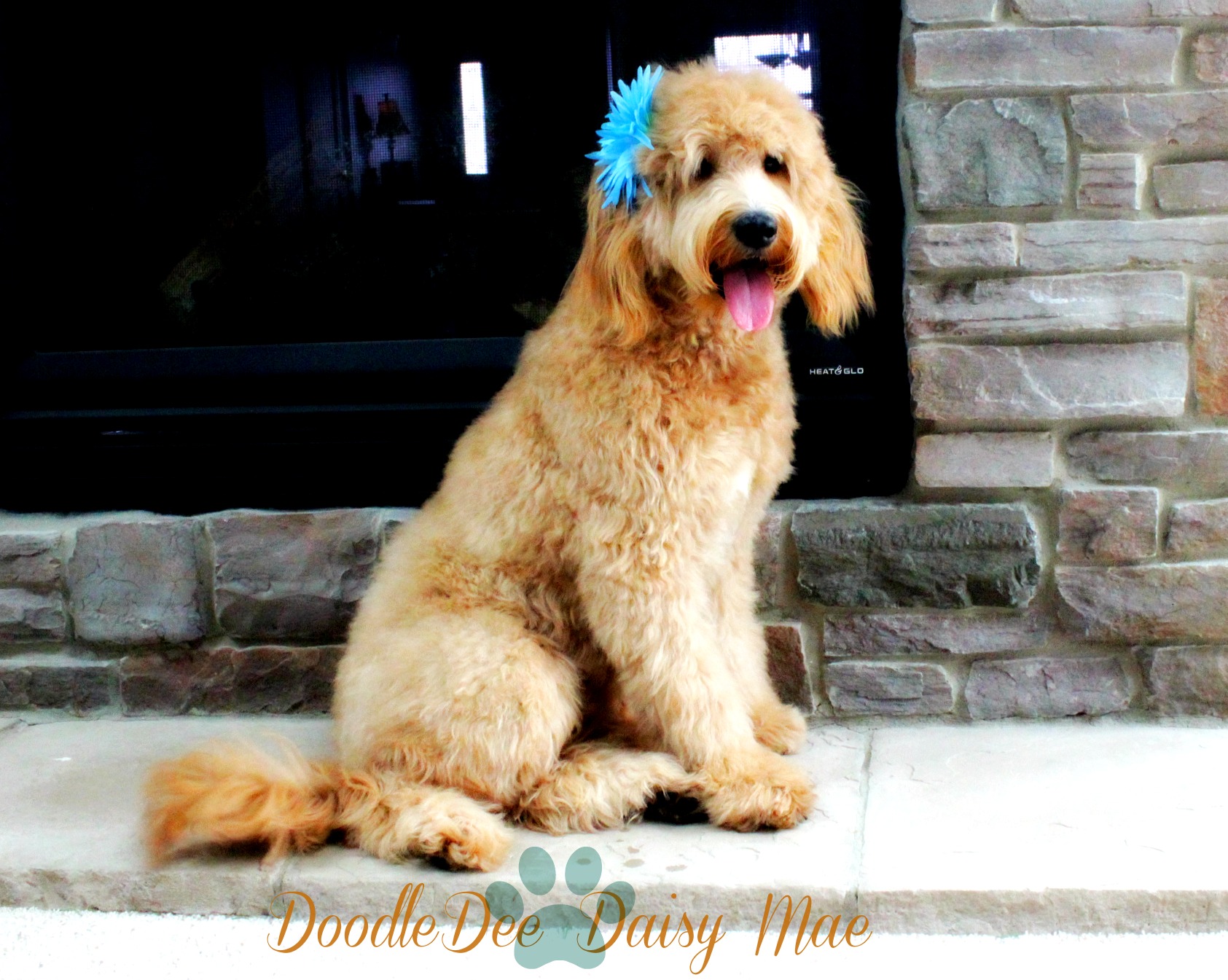 doodledee goldendoodles