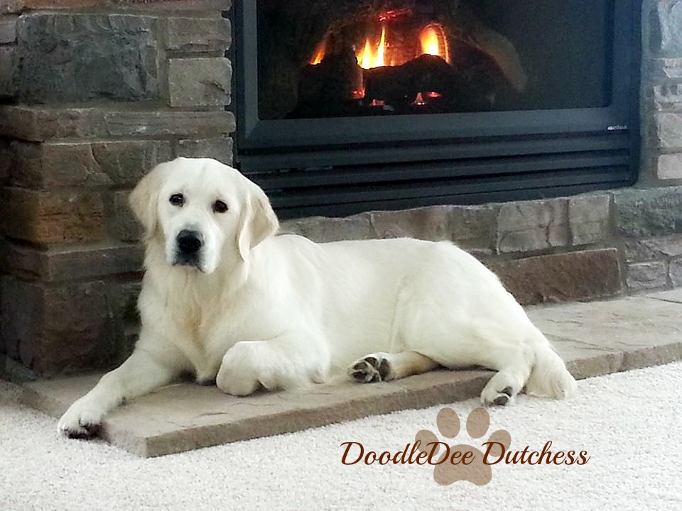doodledee goldendoodles