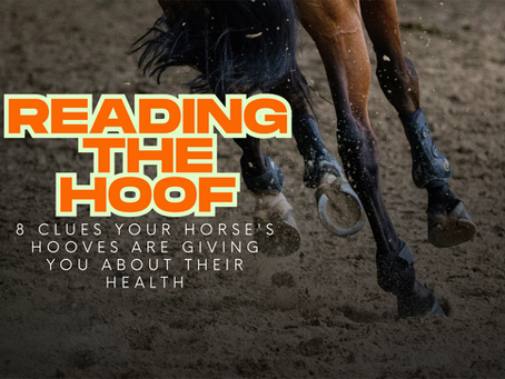 Reading the Hoof: 8 Clues Your Horse's Hooves Are Giving You About Their Health
