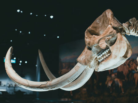 De-Extinction: Should We Resurrect the Dead?