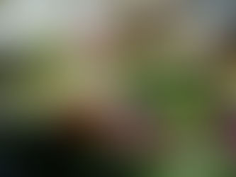 What’s Behind the Bulbs? Community in Bloom at the Botanic Garden