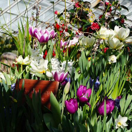 What’s Behind the Bulbs? Community in Bloom at the Botanic Garden