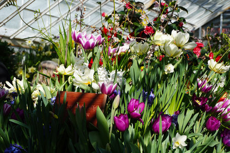 What’s Behind the Bulbs? Community in Bloom at the Botanic Garden