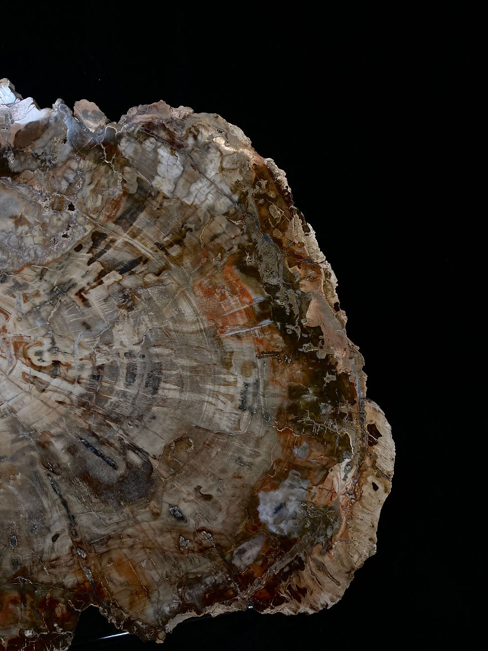 Miniatura: Skamieniałe drzewo