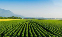 agricoltura