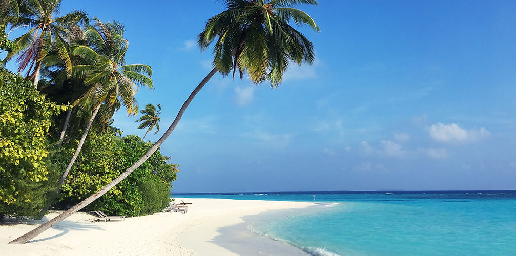 green palm tree on white sand beach duri