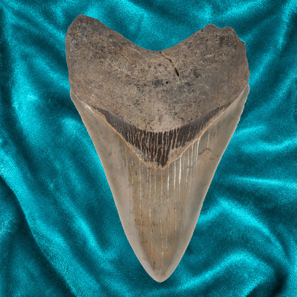 Megalodon Shark Tooth, Item T166