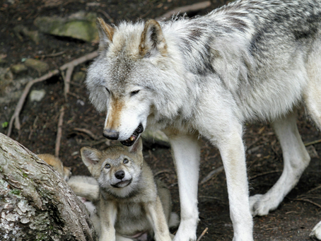 Mom and baby wolf.