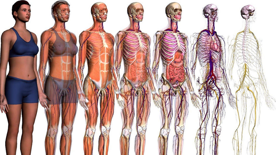 Conhecendo a Anatomia Humana, para a Prática de Tanatopraxia