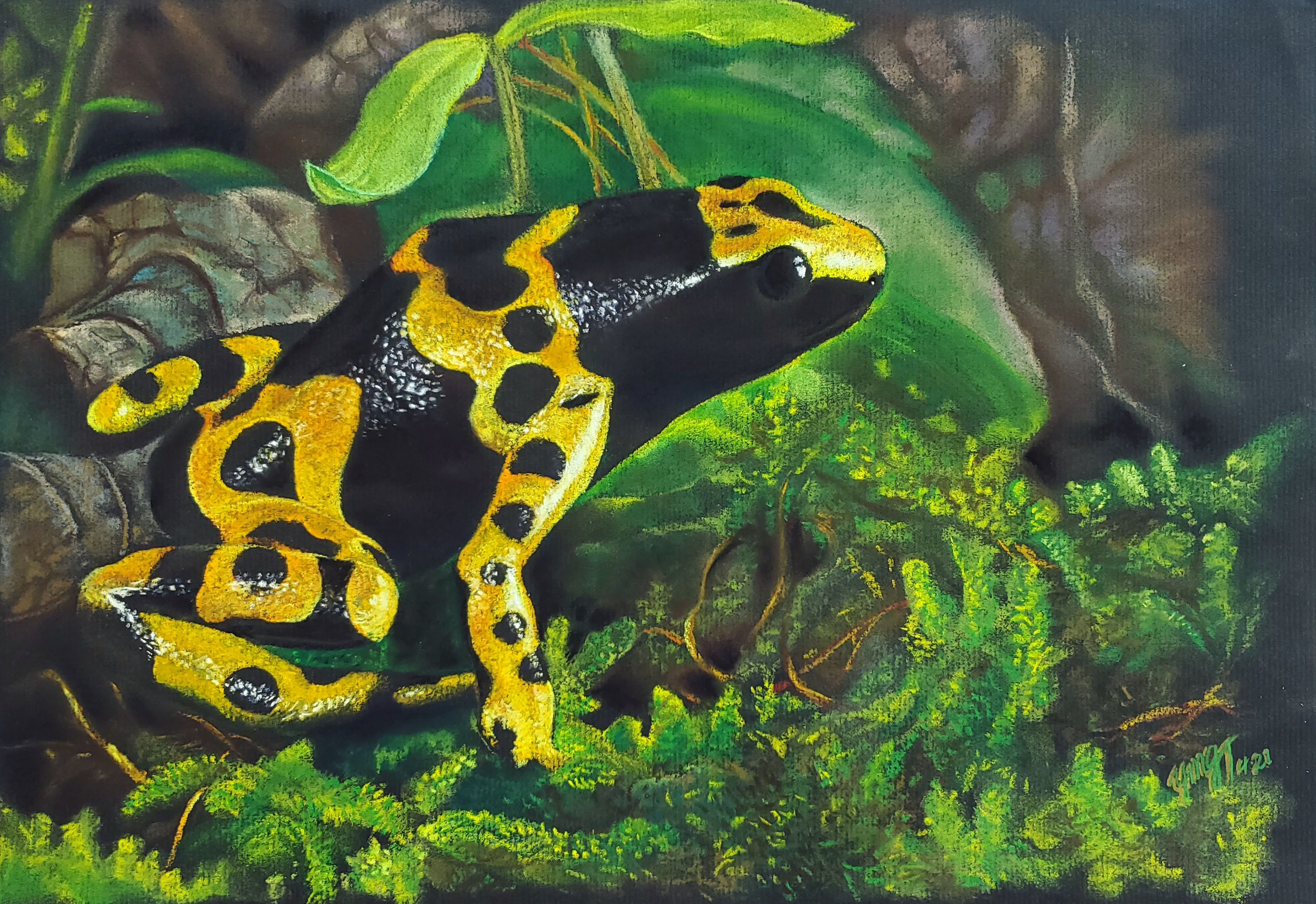 Poison Dart Frog