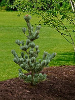 pinus parviflora_glauca_1.jpg