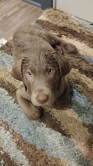 remi puppy (1).jpeg
